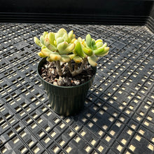 Load image into Gallery viewer, Echeveria macdougallii variegated  aka “sedoides“