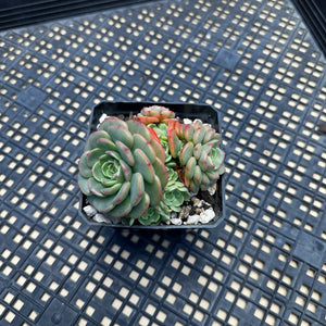 Echeveria ‘Sugar Baby’