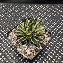 Load image into Gallery viewer, Agave schidigera &#39;Royal Flush&#39;