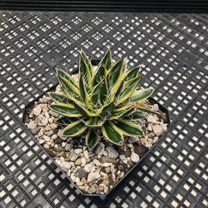 Agave schidigera 'Royal Flush'