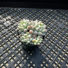Load image into Gallery viewer, Echeveria ‘Crown Ball’