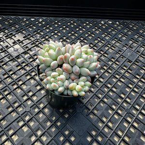 Echeveria ‘Crown Ball’