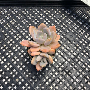 Pachyveria Pachyphytodies