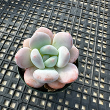 Load image into Gallery viewer, Pachyphytum x Laulindsayana sp hybrid