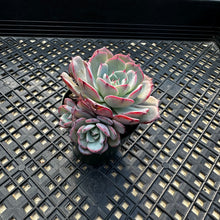 Load image into Gallery viewer, Echeveria ‘Laulensis’