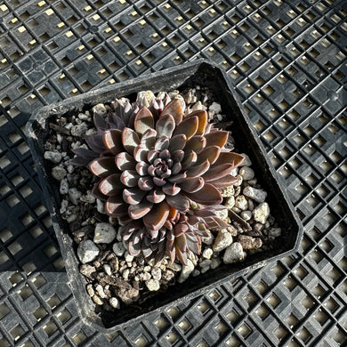 Graptopetalum rusbyi aka (San Francisco River Leather Petal)