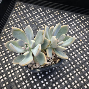 Pachyveria Pachyphytodies