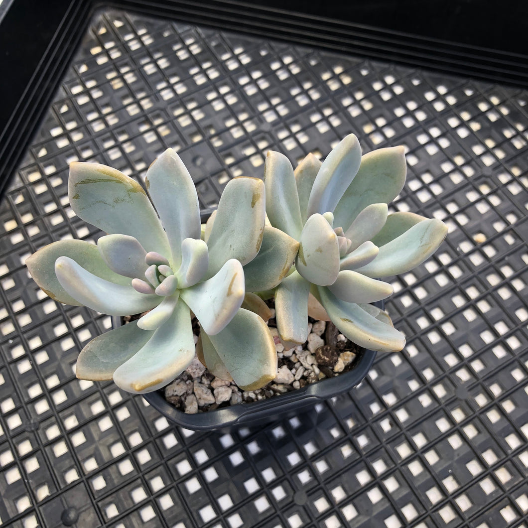Pachyveria Pachyphytodies