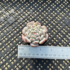 Echeveria ‘Viyant’