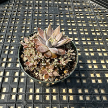 Load image into Gallery viewer, Orostachys ‘NYBG’