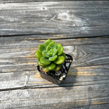 Load image into Gallery viewer, Echeveria Agavoides ebony ‘Peridot’