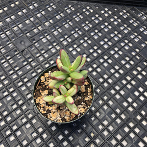 Crassula nudicaulis var. herrei Variegated