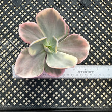 Load image into Gallery viewer, Echeveria ‘Chantilli’ Variegated