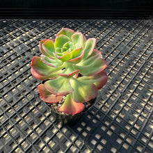 Load image into Gallery viewer, Echeveria 'Bicolor'