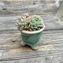 Load image into Gallery viewer, Echeveria ‘Pink Bright’ planter combo
