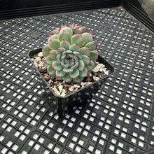 Load image into Gallery viewer, Echeveria ‘Marcel’