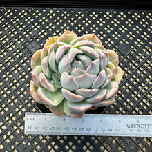Load image into Gallery viewer, Echeveria sp.