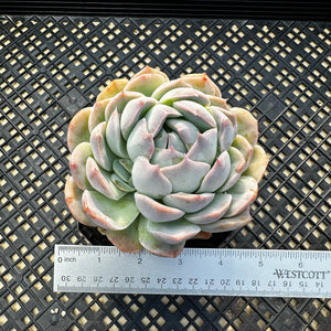 Echeveria sp.