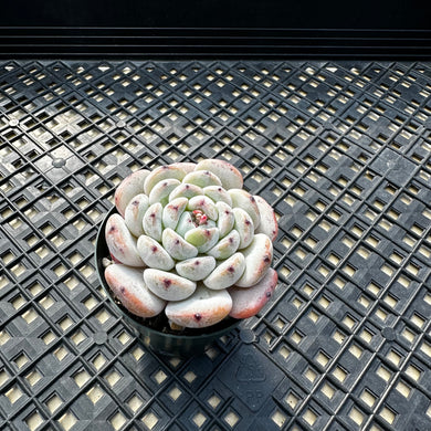 Echeveria ‘Viyant’