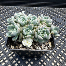 Load image into Gallery viewer, Echeveria Agavoides ‘Tinkerbell’