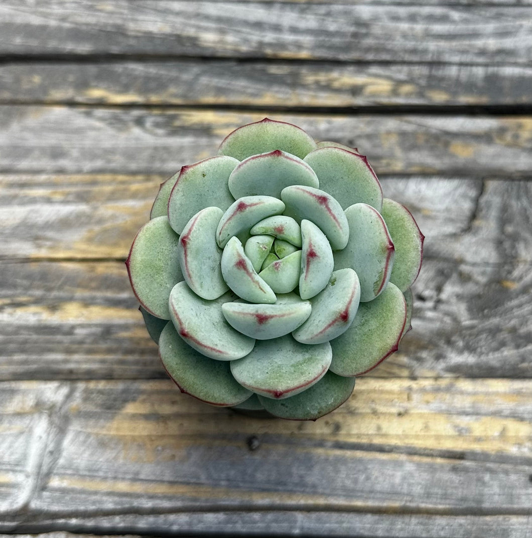 Sedeveria ‘Pudgy’