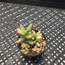 Load image into Gallery viewer, Crassula nudicaulis var. herrei Variegated