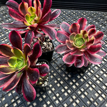 Load image into Gallery viewer, Aeonium ‘Wheels of Captivation’