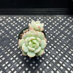 Sedeveria ‘Pudgy’