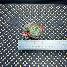 Load image into Gallery viewer, Echeveria sp ‘el Encino’