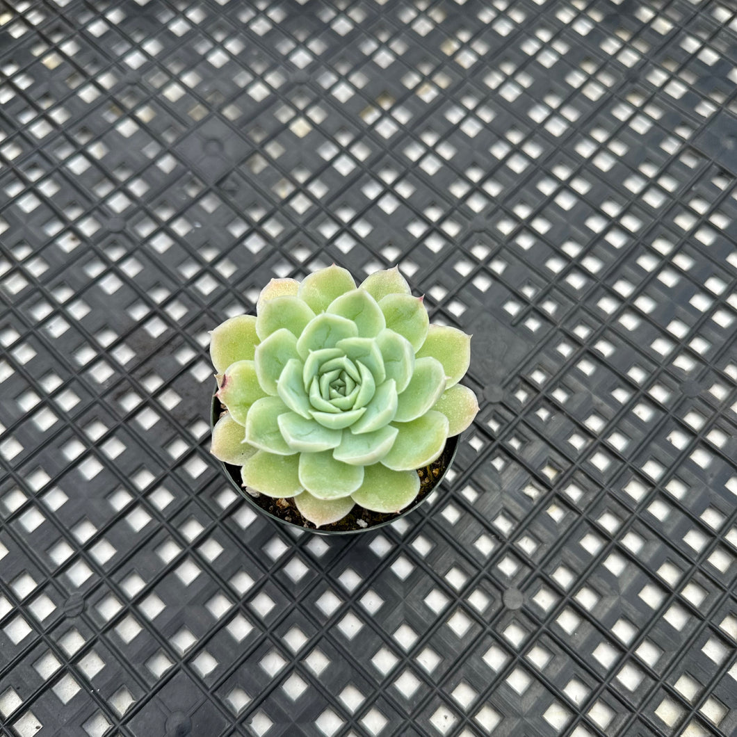 Echeveria Jeong-wol