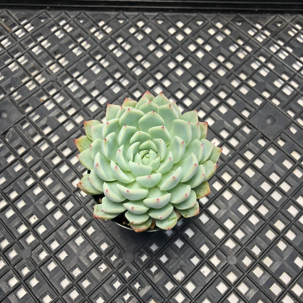 Echeveria White Zaragosa