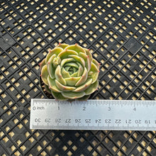 Load image into Gallery viewer, Echeveria cv ‘Onslow’