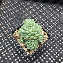 Load image into Gallery viewer, Echeveria ‘Sugar Princess’