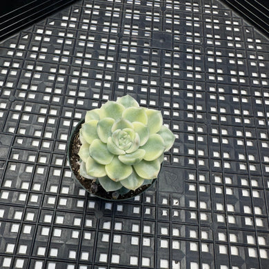 Echeveria Agavoides ‘Tinkerbell’ variegated