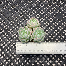 Load image into Gallery viewer, Echeveria ‘Violet Queen’