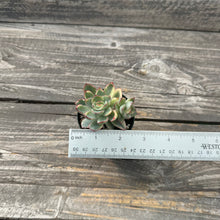 Load image into Gallery viewer, Echeveria ‘Esther’ Variegated