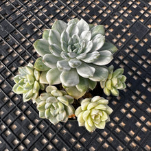 Load image into Gallery viewer, Echeveria Agavoides ‘Tinkerbell’ Variegated