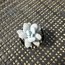 Load image into Gallery viewer, Pachyphytum Cuicatecanum