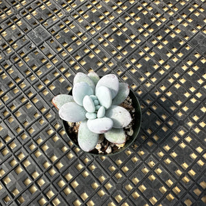 Pachyphytum Cuicatecanum