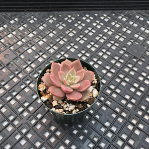 Echeveria ‘Sir Charles’
