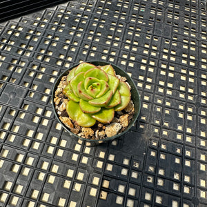 Sedeveria ‘Rolly’