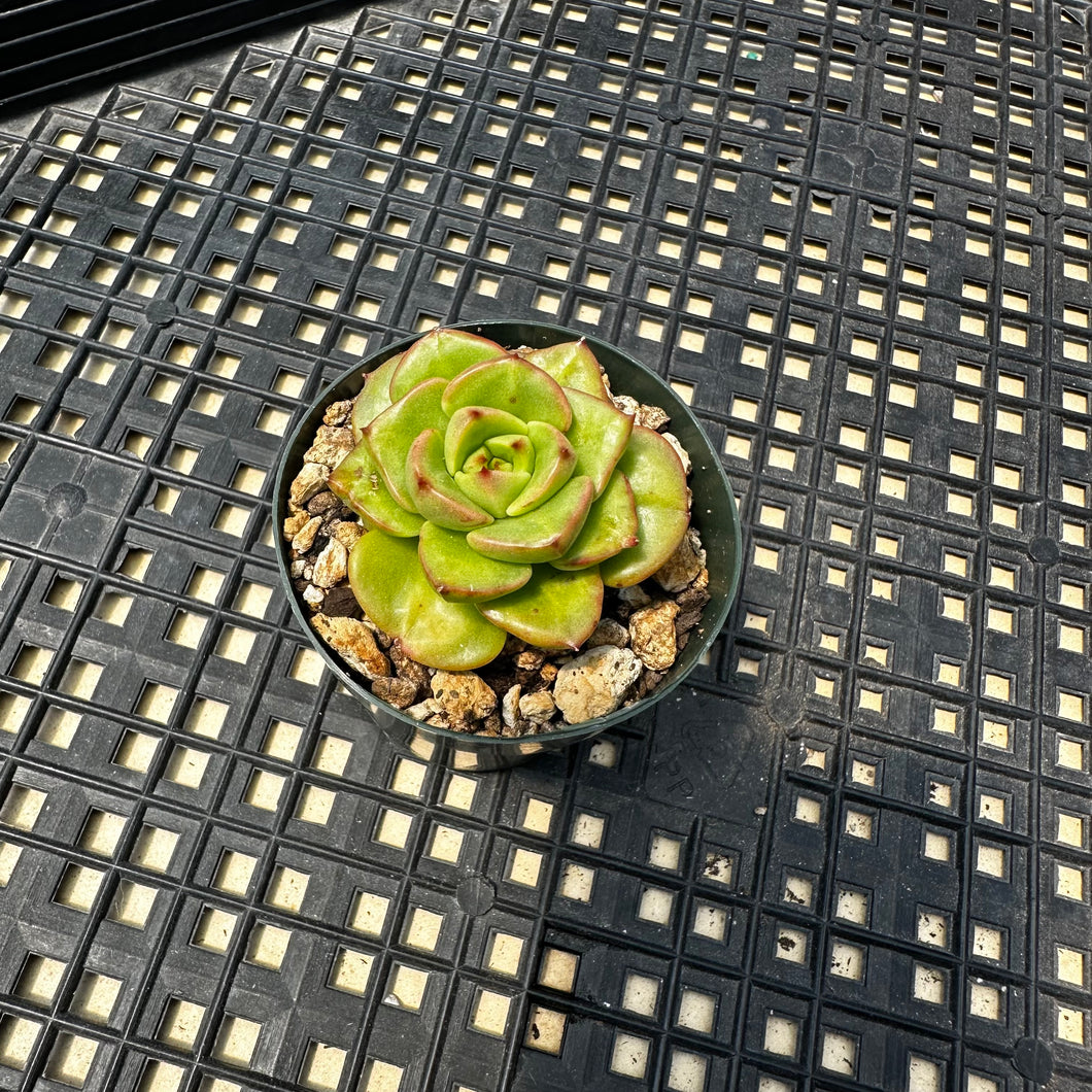 Sedeveria ‘Rolly’