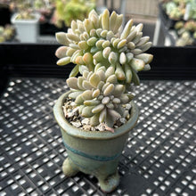 Load image into Gallery viewer, Pachyveria Pachyphytoides cristate crested planter combo