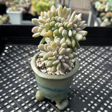 Pachyveria Pachyphytoides cristate crested planter combo