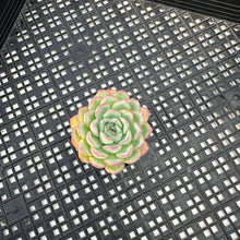 Load image into Gallery viewer, Echeveria ‘Hanatsukiyo’