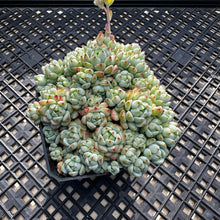 Load image into Gallery viewer, Sedum perezdelarosae