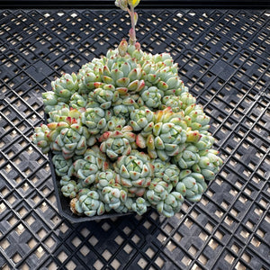 Sedum perezdelarosae