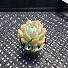Load image into Gallery viewer, Graptoveria ‘A Grim One’