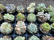 Load image into Gallery viewer, #PBT-E2 Assorted 2-2.5” premium succulents. Echeveria, Crested, Graptoveria, Sedum, Variegated
