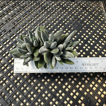 Load image into Gallery viewer, Crassula mesembryanthemoides &#39;Tarantula&#39;